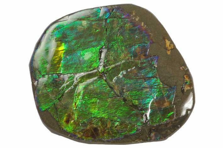 Iridescent Ammolite (Fossil Ammonite Shell) - Alberta, Canada #156836